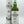 Load image into Gallery viewer, ラフロイグ 10年 700ml